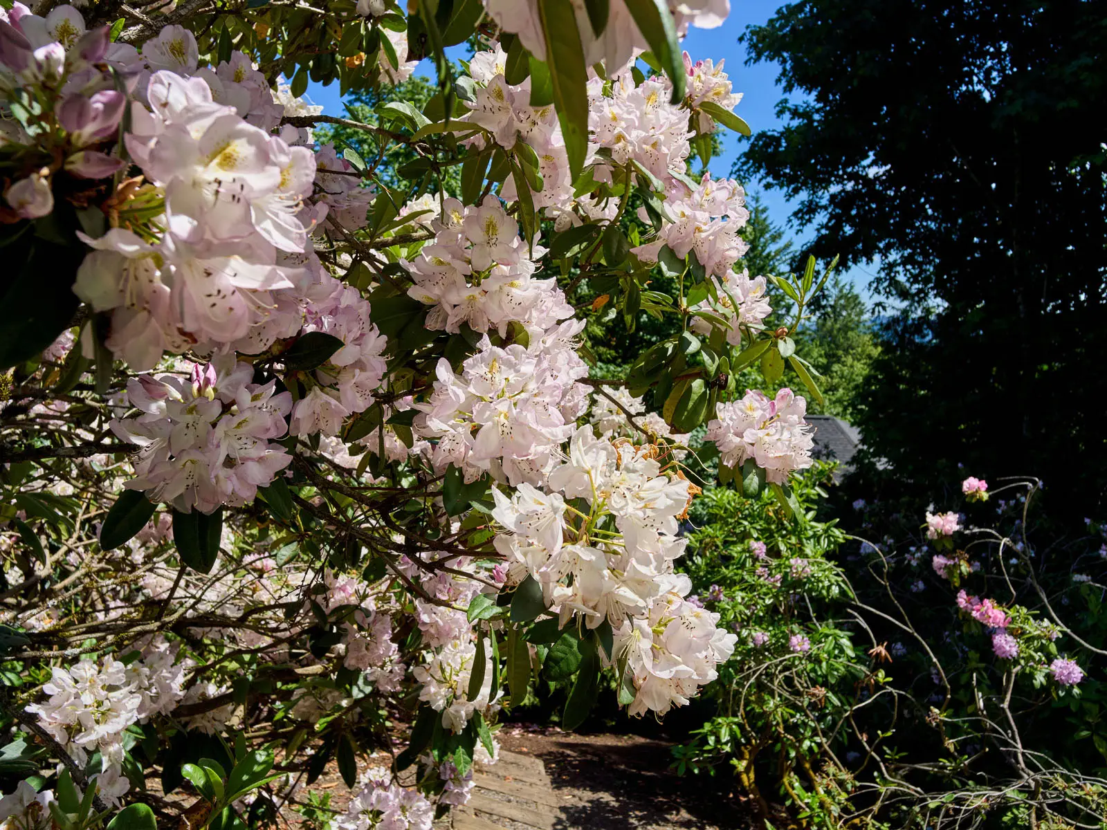 4310 SW Warrens Way, 056